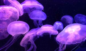 medusas para medusario